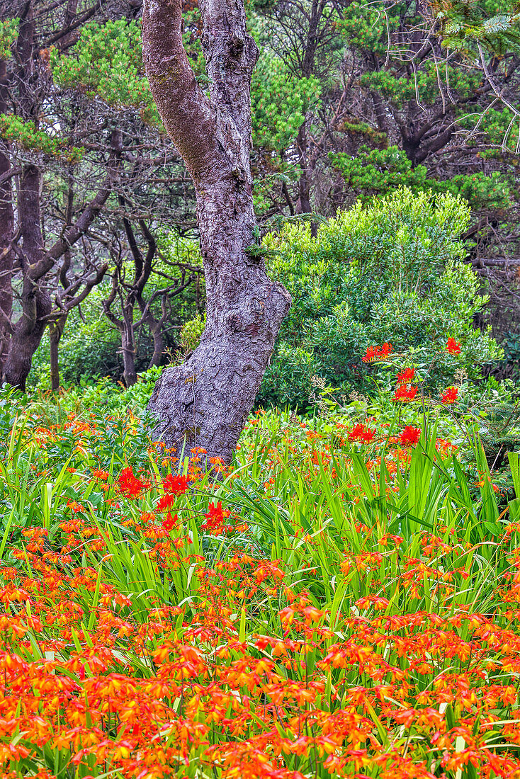 Usa, Oregon, Yachats. Plantings