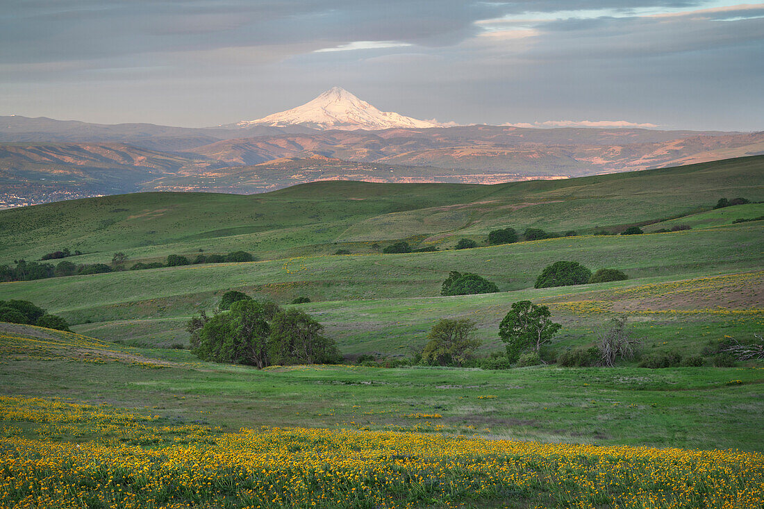 Mount Hood vom Columbia Hills State Park aus gesehen, Washington State