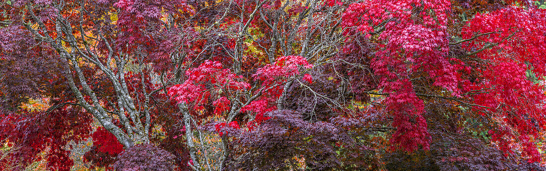 USA, Washington State, Seabeck. Japanese Maple trees, Washington State, Seabeck.