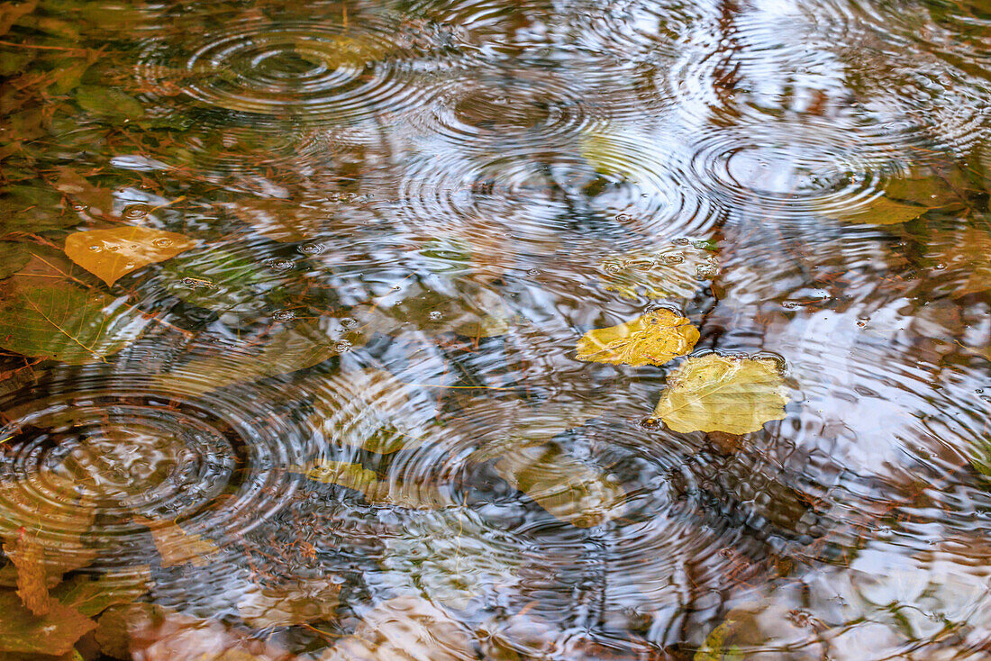 USA, Washington State, Seabeck. Autumn raindrops on water.