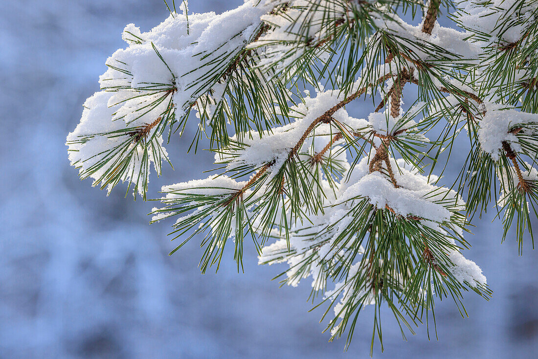 USA, Washington State, Seabeck. Snowy shore pine tree branches.