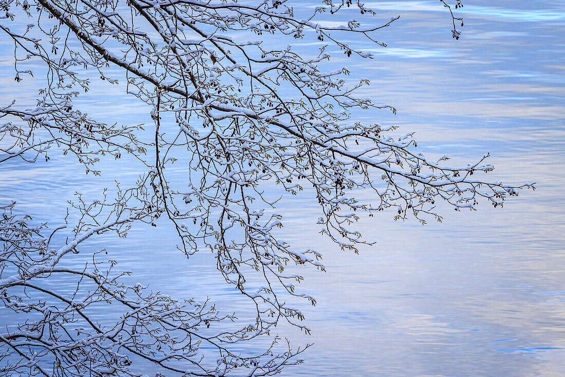 USA, Washington State, Seabeck. Snow-covered alder tree branches on shore of Hood Canal.