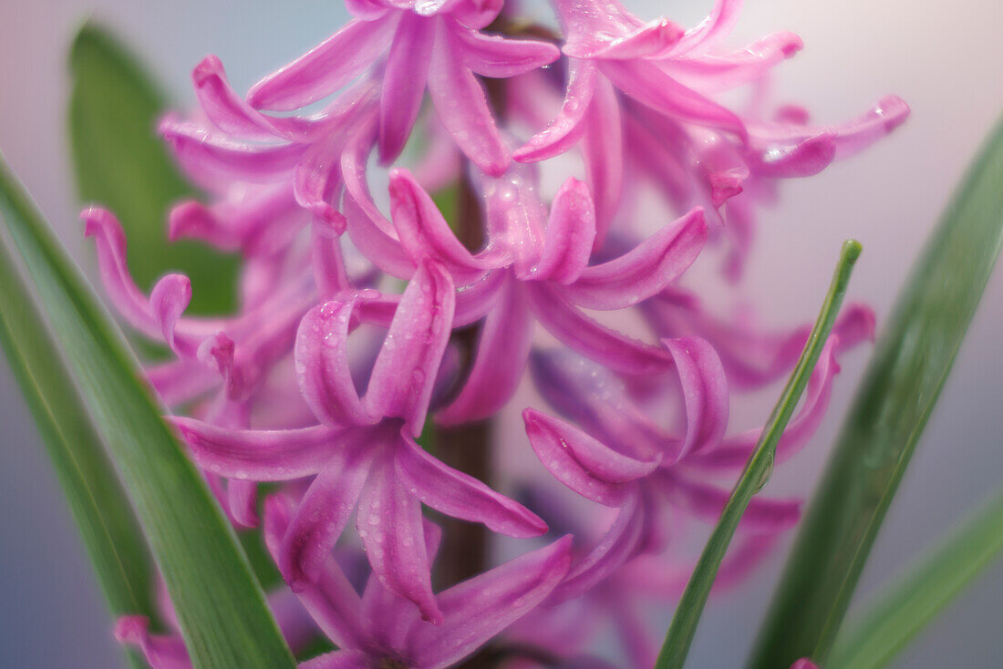 USA, Washington, Seabeck. Pink hyacinth flowers.