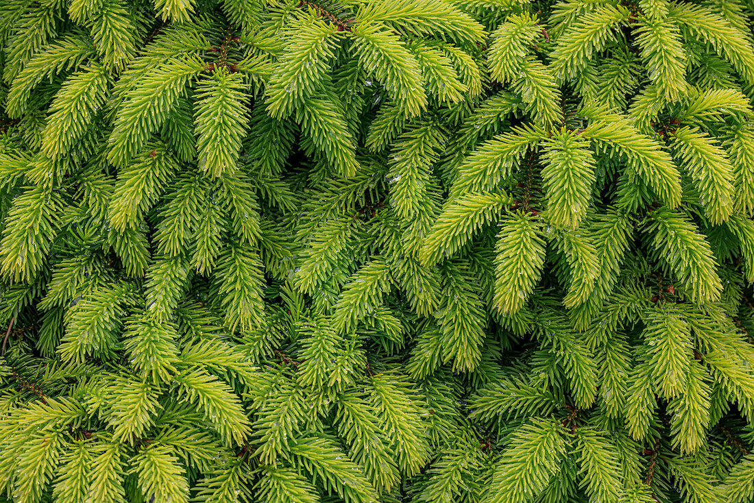 USA, Washington, Seabeck. Close-up of spruce leaves.