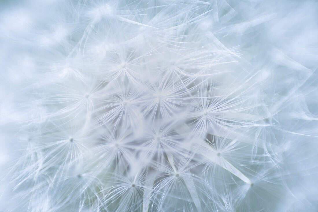 USA, Washington, Seabeck. Dandelion seedhead close-up.