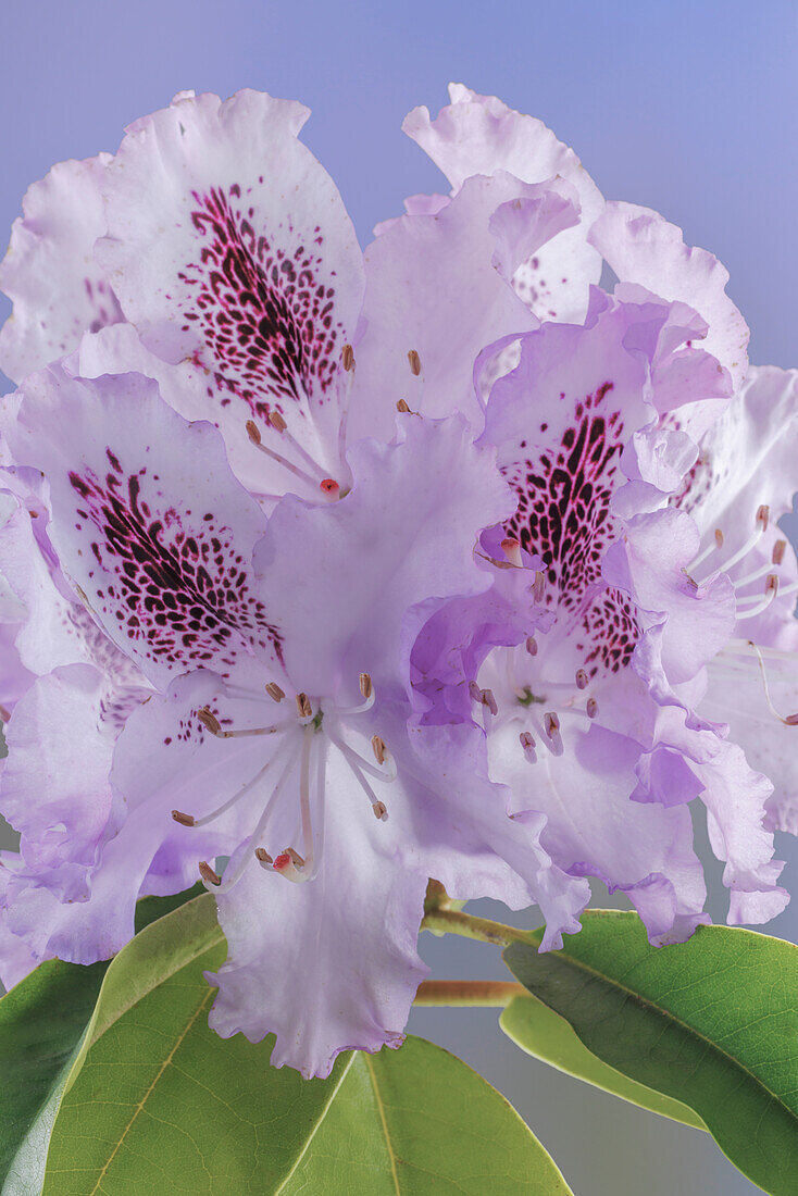 USA, Washington, Seabeck. Rhododendron blossoms close-up.