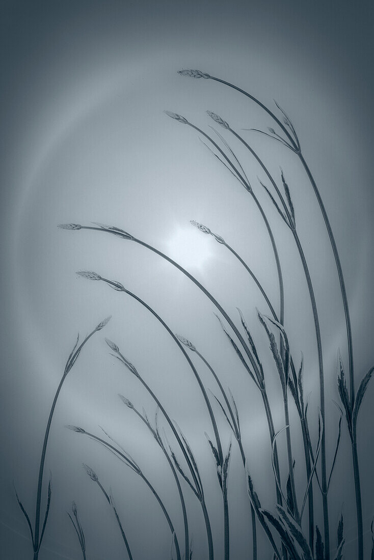 USA, Washington, Seabeck. Solar halo and lavender plant.