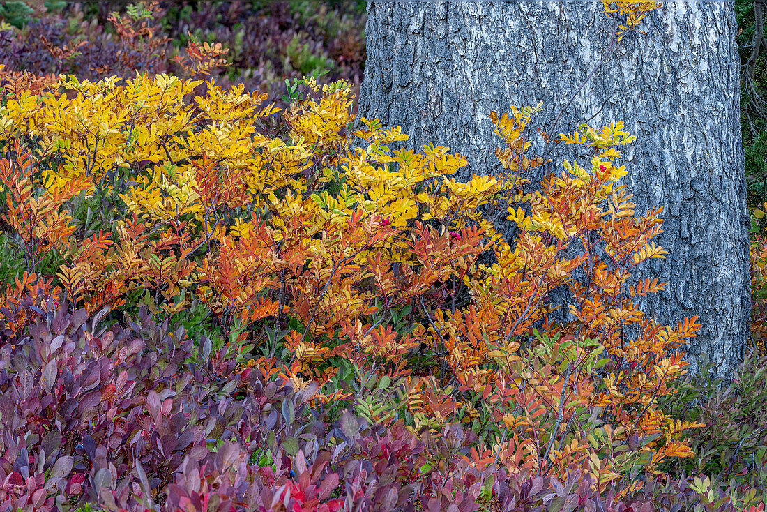 Heidelbeere und Eberesche in Herbsttönen unter einer Douglasie im Mount Rainier National Park, Washington State, USA