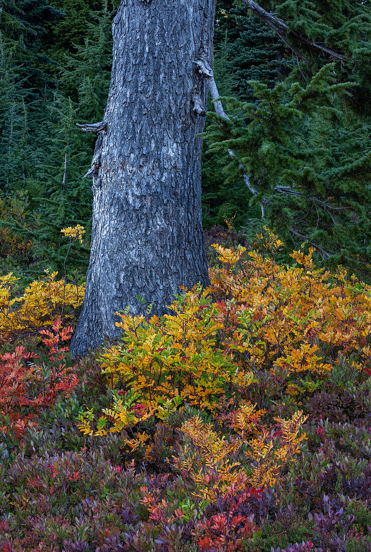 Huckleberry and mountain ash in autumn hues under douglas fir tree in Mount Rainier National Park, Washington State, USA