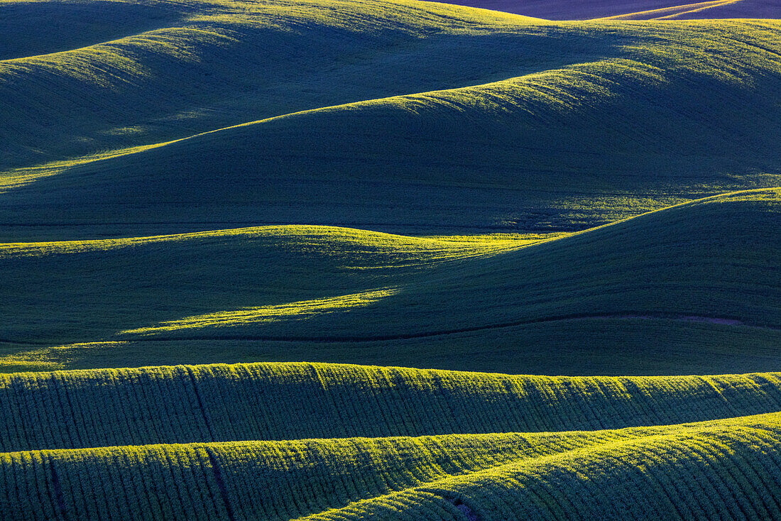 Rollende Weizenhügel von Steptoe Butte bei Colfax, Bundesstaat Washington, USA