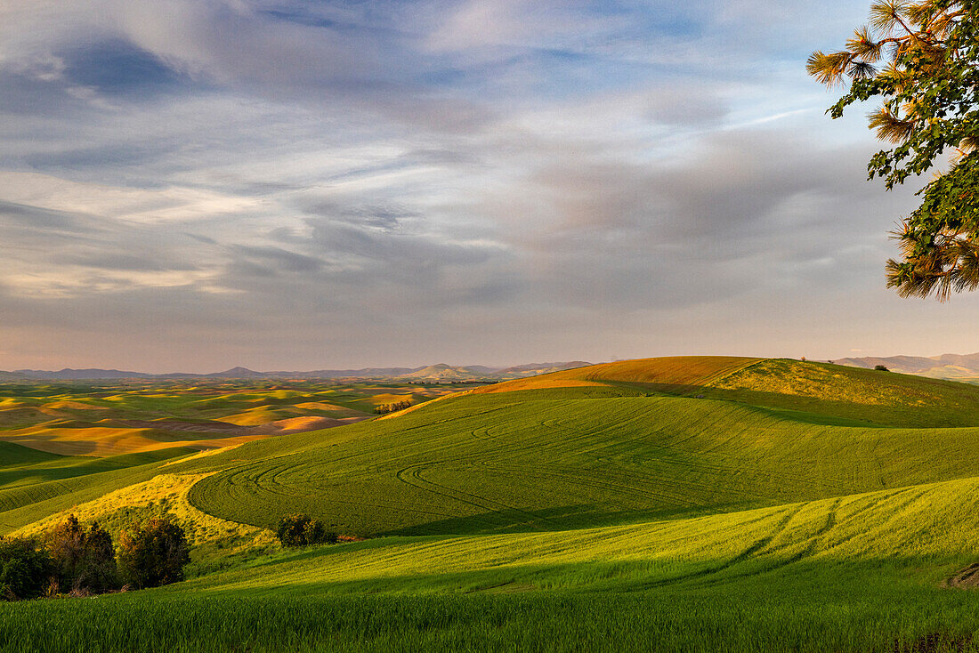 Rollende Weizenhügel von Steptoe Butte bei Colfax, Bundesstaat Washington, USA