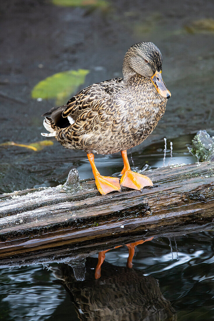 USA, Washington State, Sammamish. Yellow Lake with Female Mallard duck resting on floating log