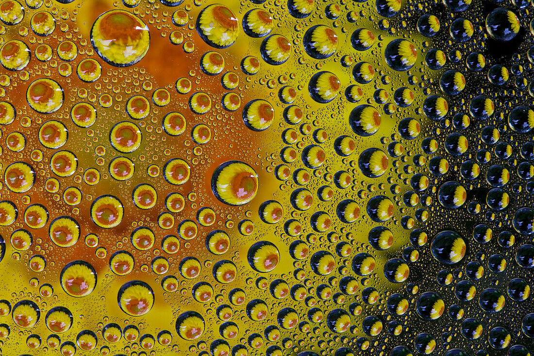 USA, Washington State, Sammamish. Yellow Daisy reflections in dew drops