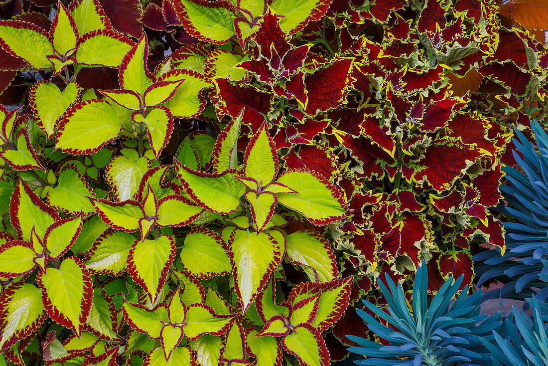 USA, Bundesstaat Washington, Sammamish. Garten mit einjährigen Sommerblumen Coleus