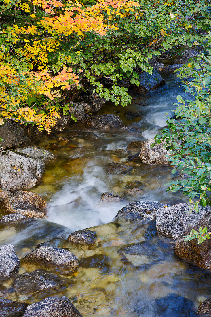 USA, Bundesstaat Washington. Kaskadengebirge in der Nähe des Stevens Passes und kleiner Dampf mit herbstlich gefärbtem Weinahorn