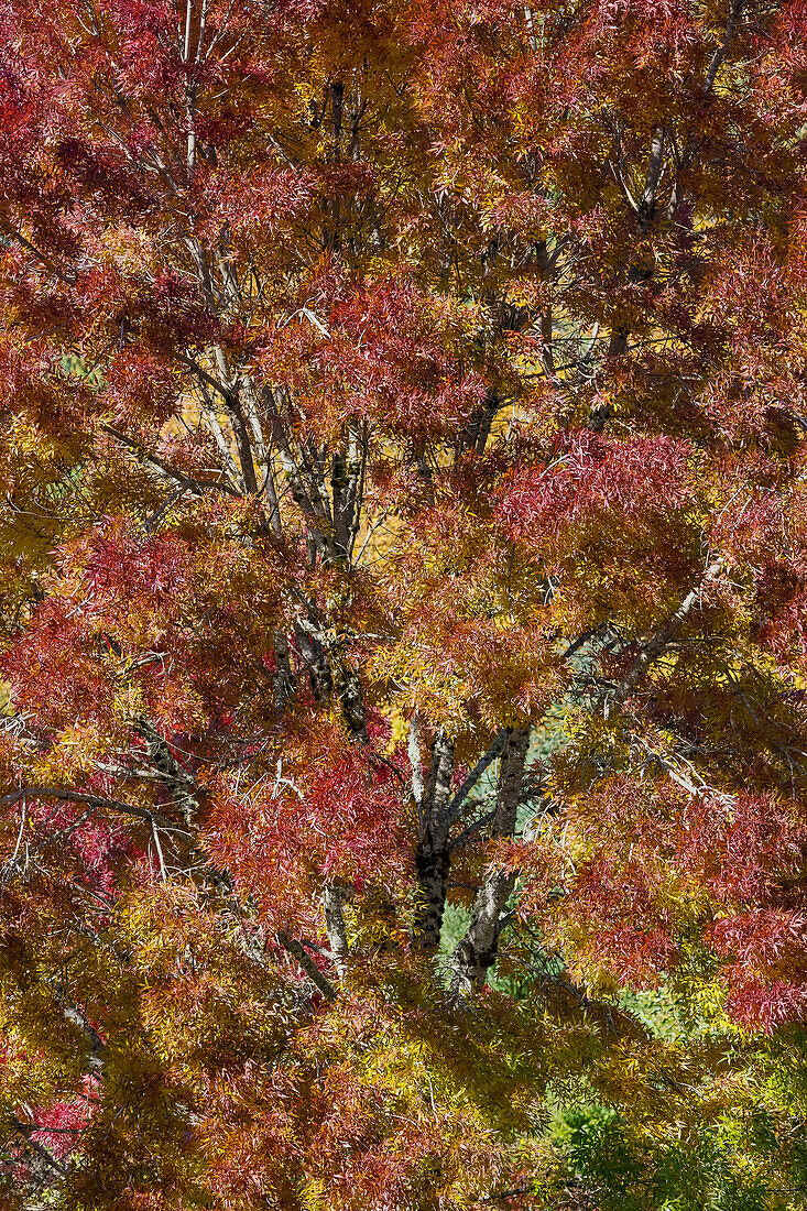 USA, Bundesstaat Washington. In der Nähe von Preston herbstlich gefärbter Baum in Bronzetönen
