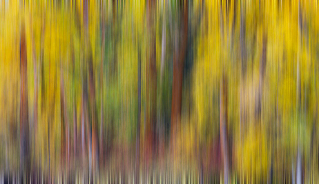 USA, Washington State, Cle Elum. Cottonwoods in autumn along the Yakima River