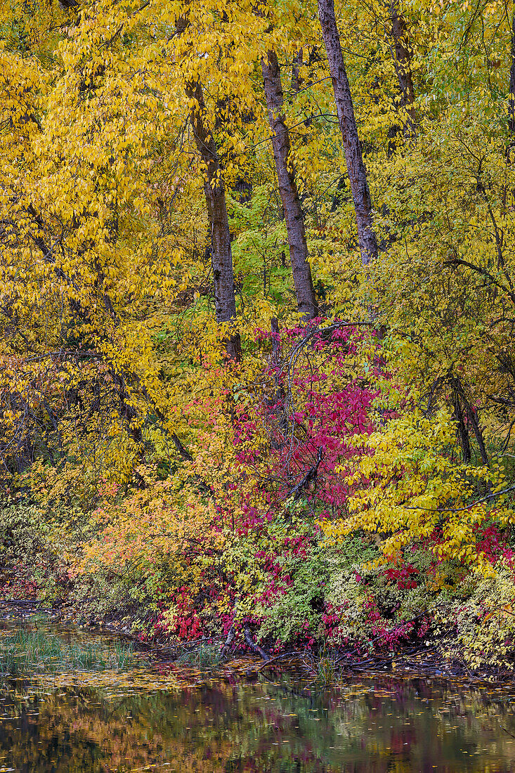 USA, Bundesstaat Washington, kleiner Teich bei Easton, umgeben von herbstlich gefärbten Bäumen