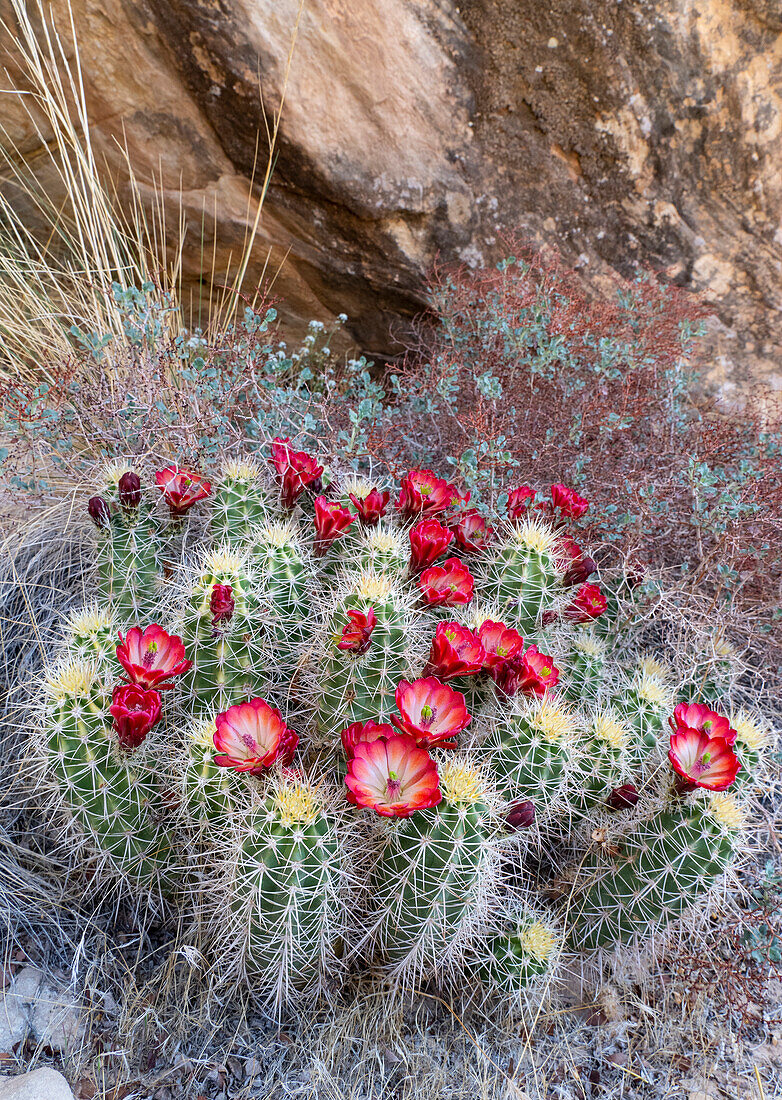 USA, Utah. Claret Cup in bloom, Bears Ears National Monument.