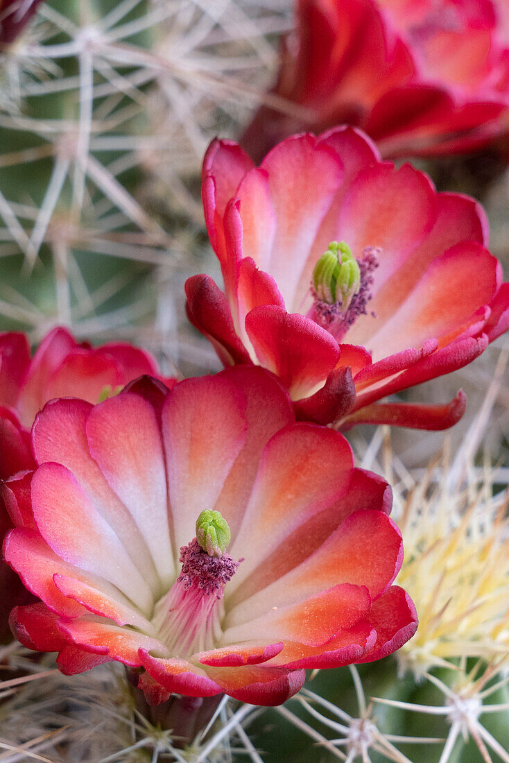 USA, Utah. Blühender Claret Cup, Bears Ears National Monument.