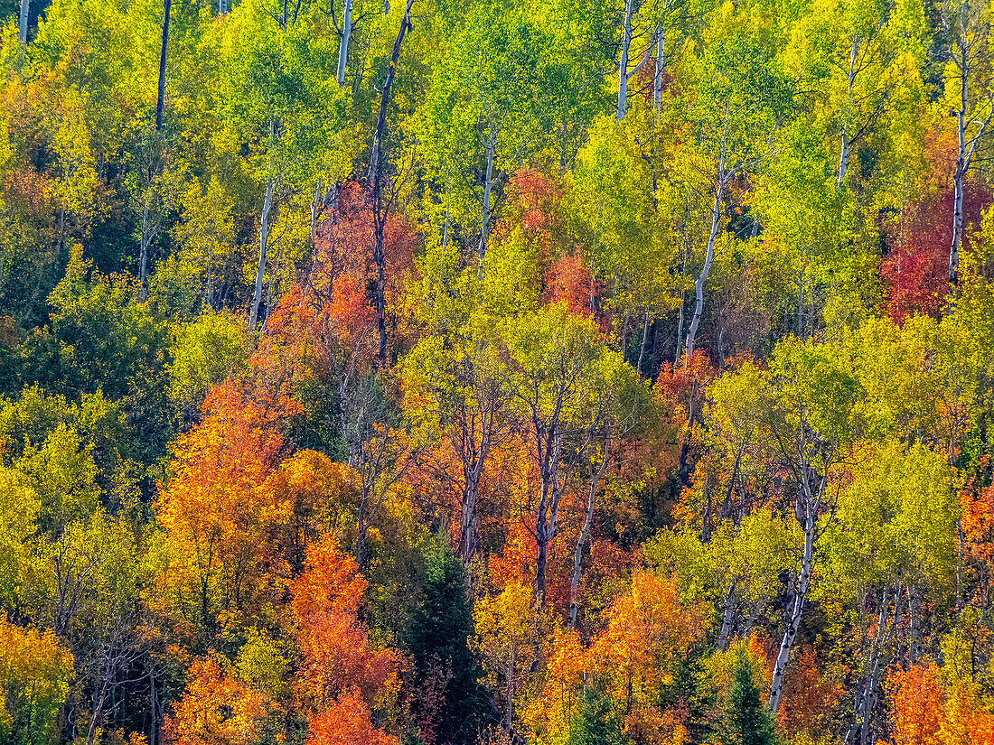 USA, Utah, east of Logan on highway 89 fall color Canyon Maple and Aspens
