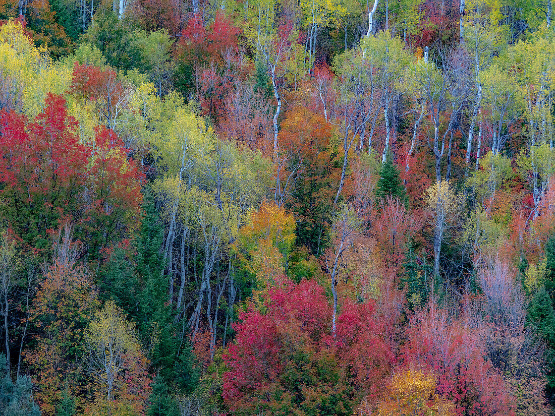 USA, Utah, east of Logan on highway 89 and Aspen Grove and Canyon Maple in autumn colors.