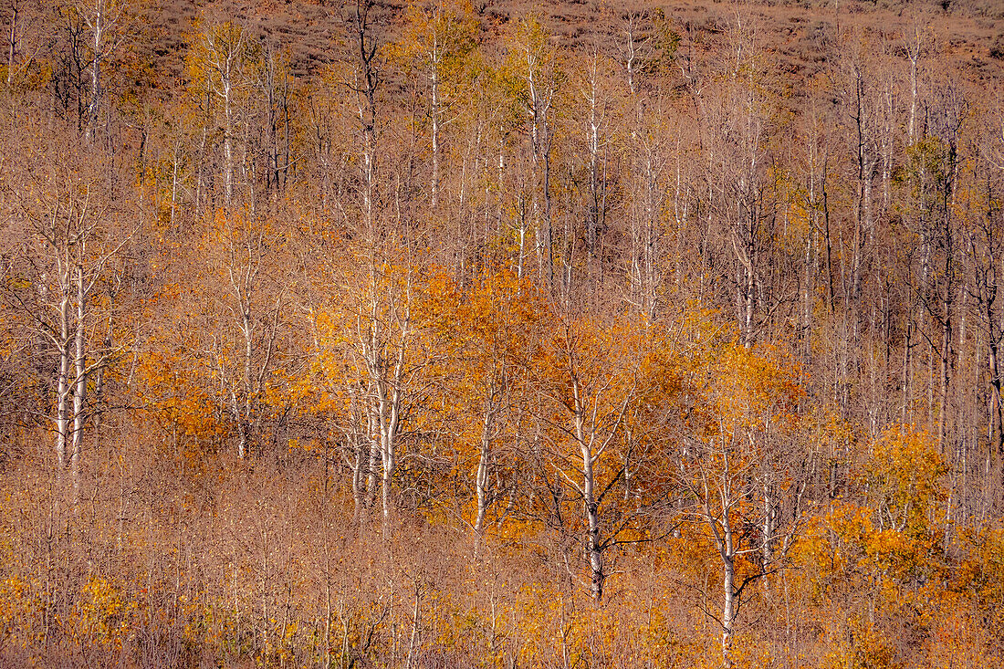 USA, Utah, Woodruff, Espenbäume entlang des Highway 39