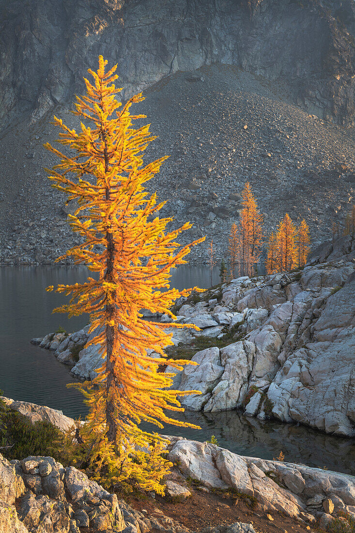 Subalpine Larches in golden autumn color. Stiletto Lake, North Cascades National Park, Washington State