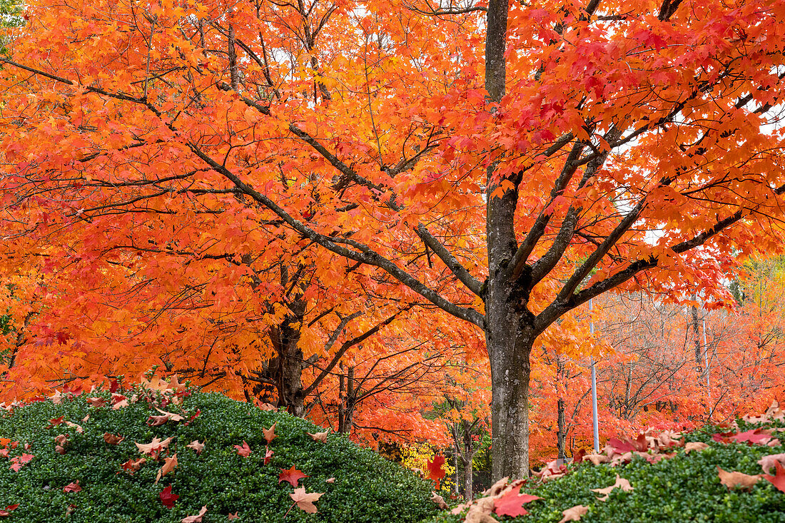 Renton, Bundesstaat Washington, USA. Bunte rote Ahornbäume im Herbst im Gene Coulon Memorial Beach Park.