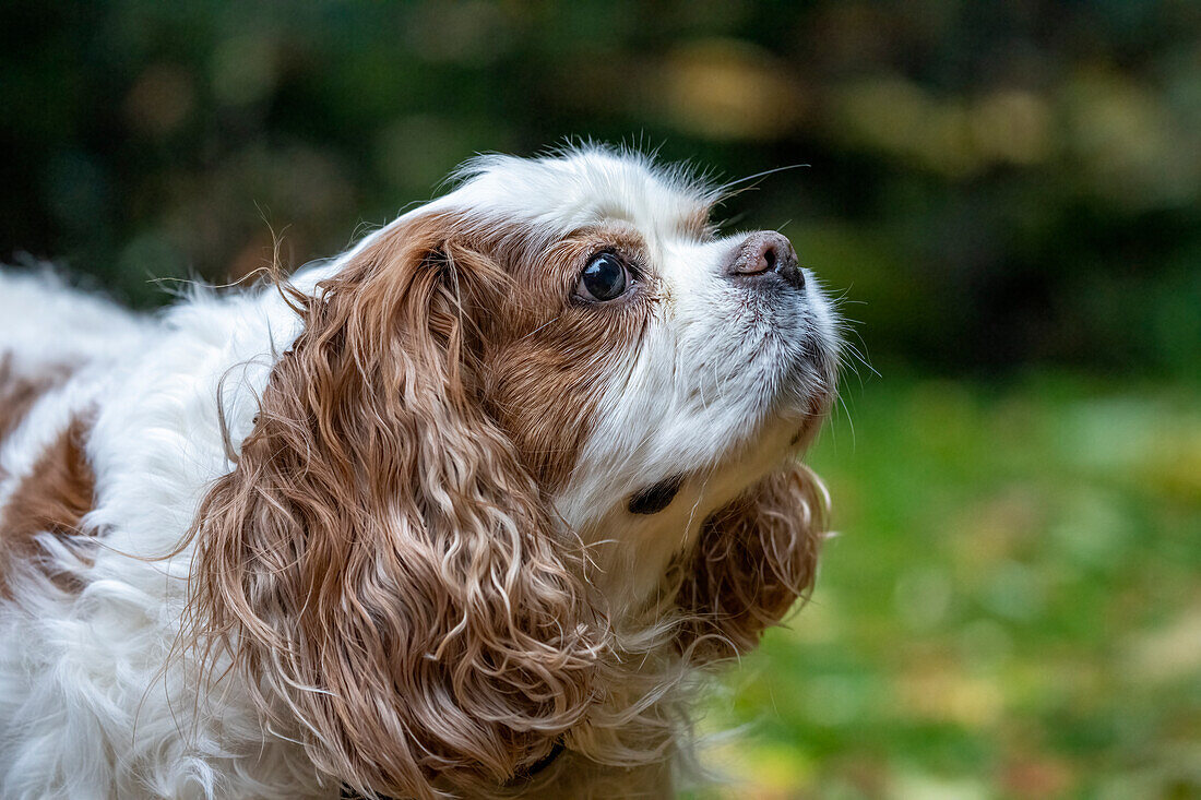Issaquah, Washington State, USA. Elderly Cavalier King Charles Spaniel sniffing the air.