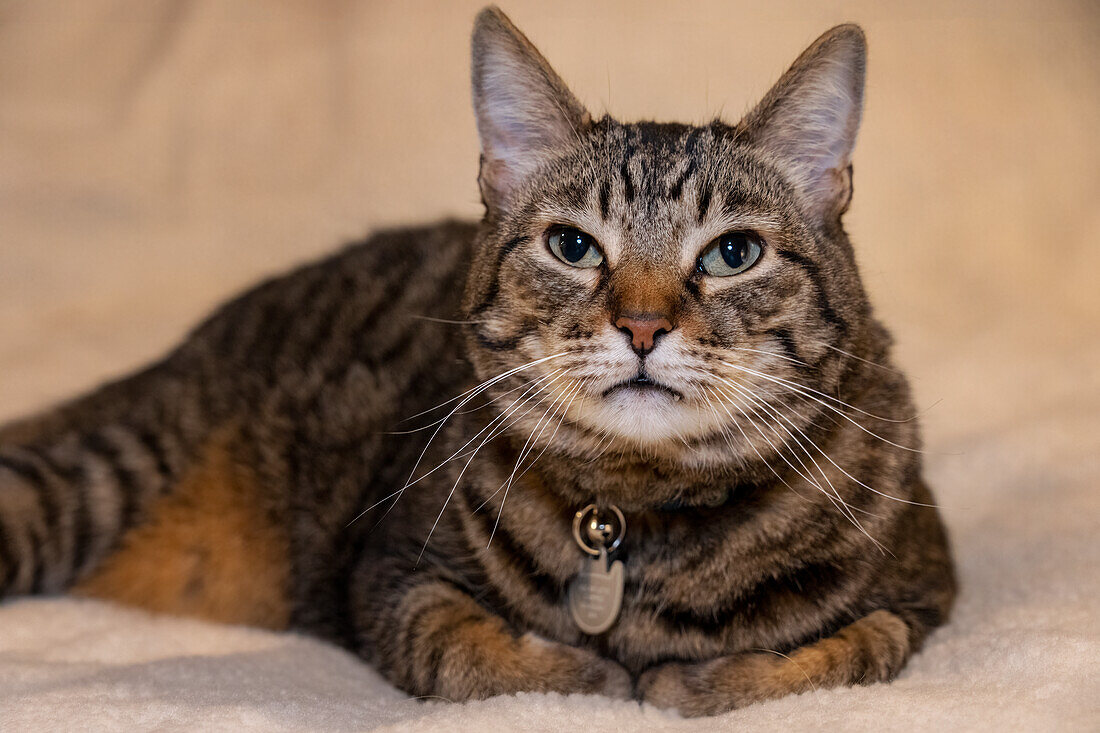 Issaquah, Washington State, USA. Ten year old American short-haired cat.