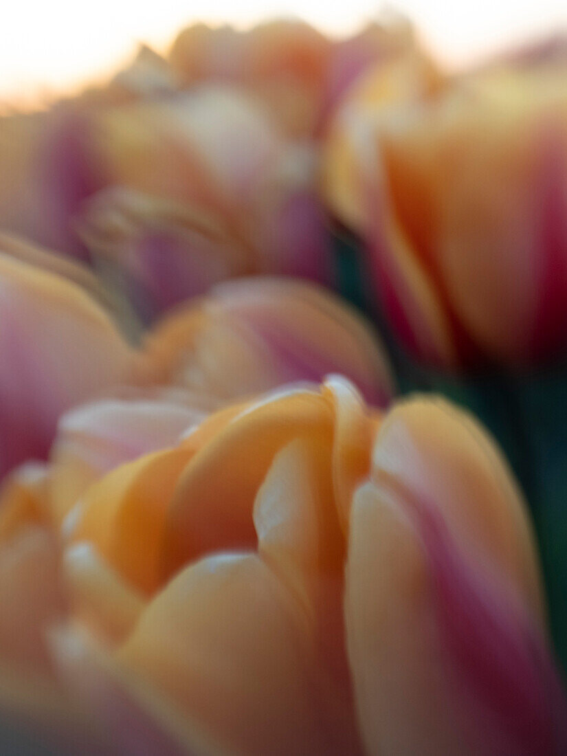 USA, Bundesstaat Washington, Mt. Vernon. Pfirsichfarbene und rote Tulpen im Feld bei Sonnenuntergang, Skagit Valley Tulip Festival.