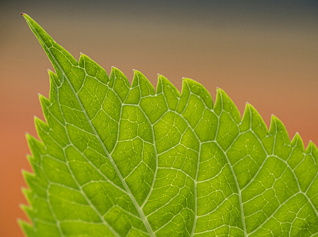 Usa, Washington State, Bellevue. Veins on green leaf of Bigleaf hydrangea close-up