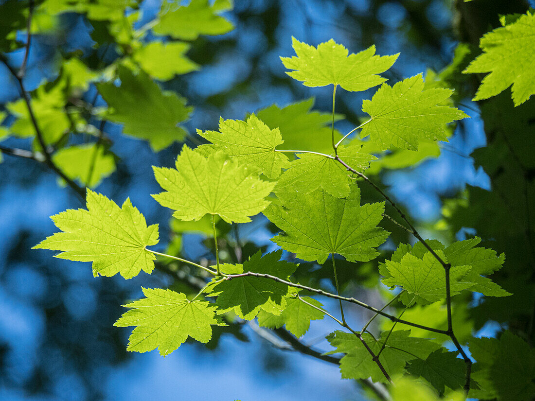 USA, Bundesstaat Washington, Bellevue. Von hinten beleuchtete, leuchtende Blätter eines Bergahorns im Sonnenlicht