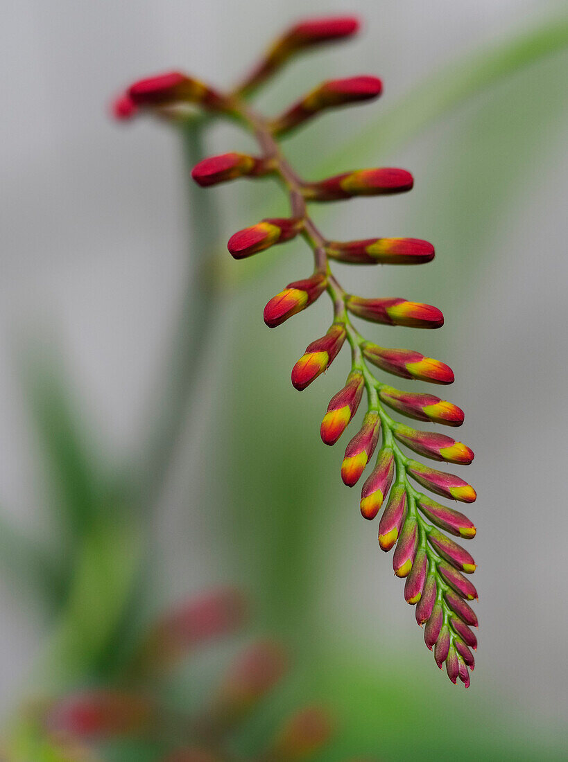 USA, Bundesstaat Washington, Bellevue. Crocosmia Lucifer Blüte