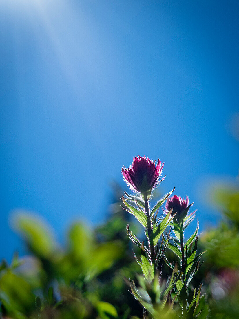 Usa, Mount Rainier National Park, backlit Indian paintbrush from low perspective