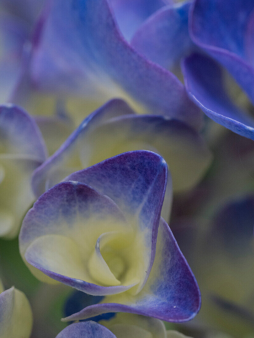 Usa, Washington State, Bellevue. Blue and white Bigleaf hydrangea flower