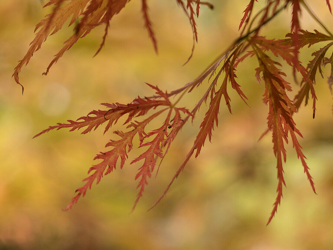 Usa, Washington State, Renton. Japanese maple in autumn