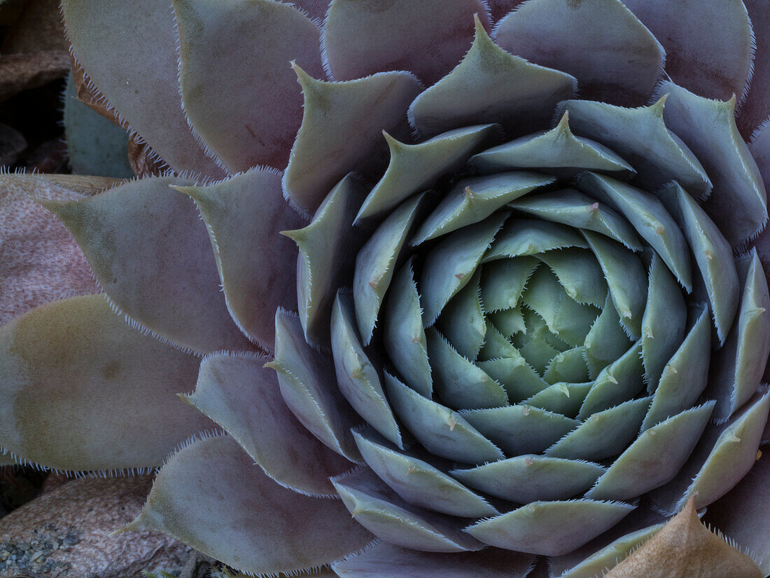 Usa, Washington State, Bellevue. Houseleek 'Bronze Pastel,' also known as Hens-And-Chicks