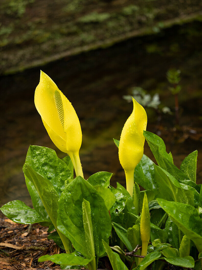 Usa, Washington State, Bellevue. Bellevue Botanical Garden. Western skunk cabbage.