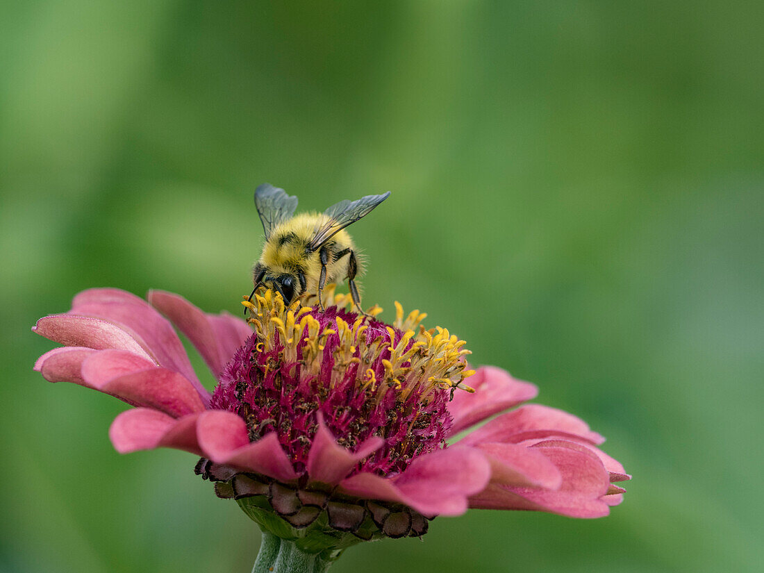 Usa, Bundesstaat Washington, Duvall. Honigbiene auf gewöhnlicher Zinnie.