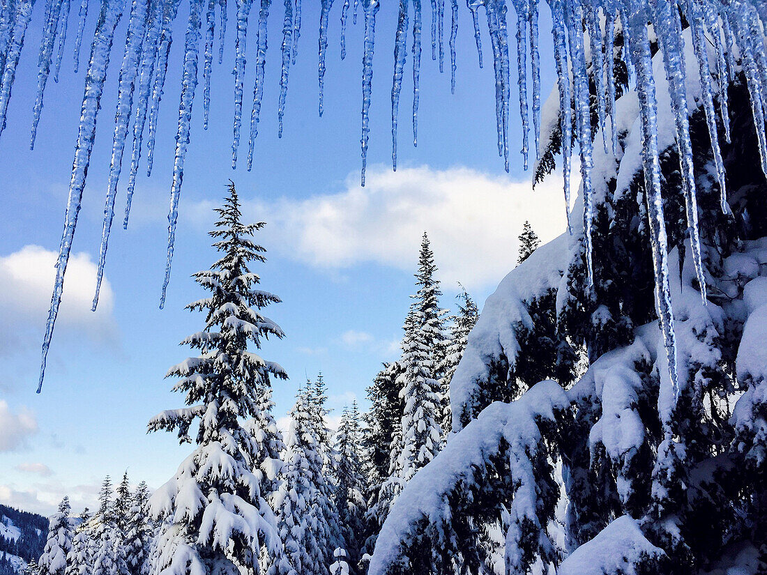 USA, Bundesstaat Washington. Crystal Mountain, Eiszapfen und schneebedeckte Bäume.
