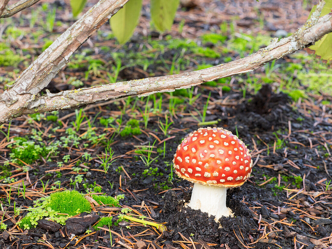 Washington State, Fly agaric mushroom.