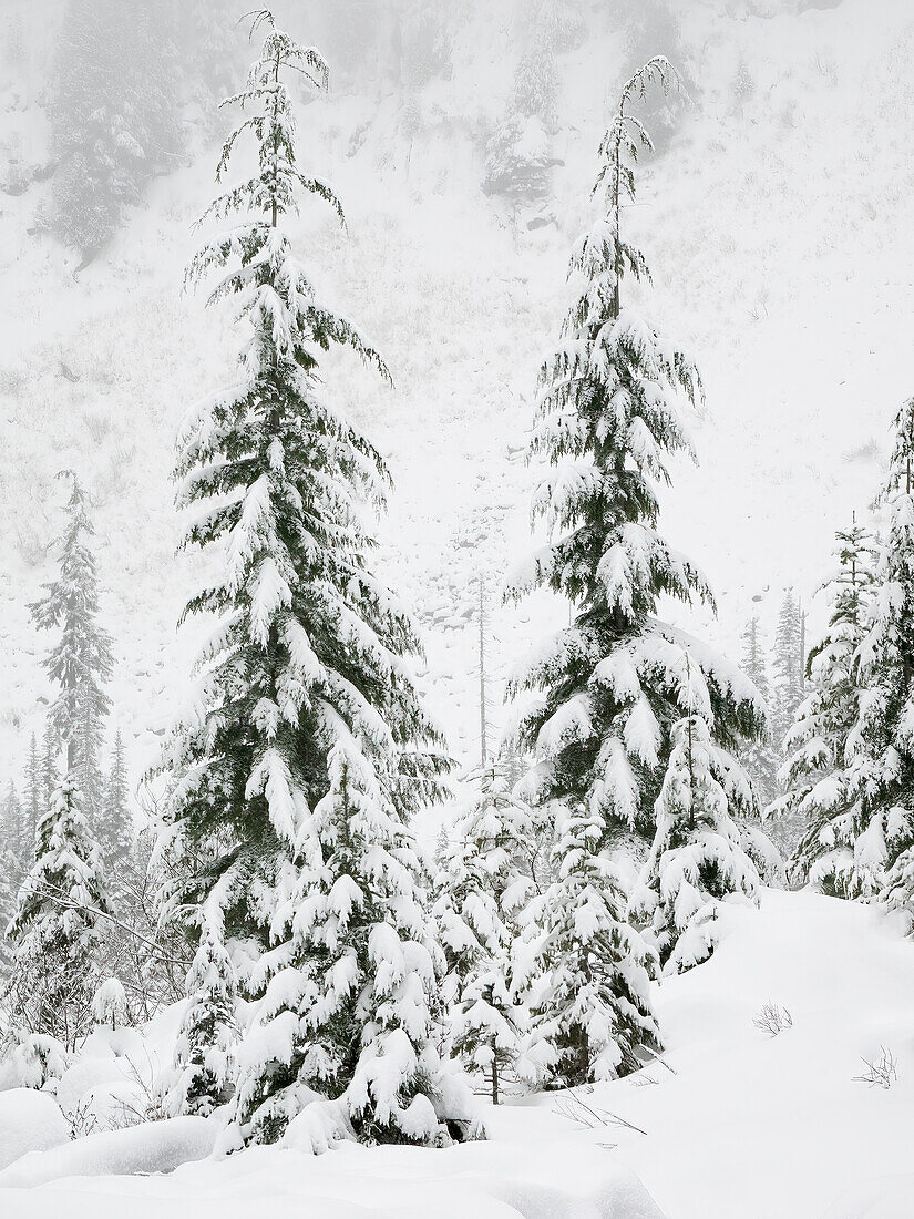 Bundesstaat Washington, Zentrale Kaskaden. Schneebedeckte Tannenbäume