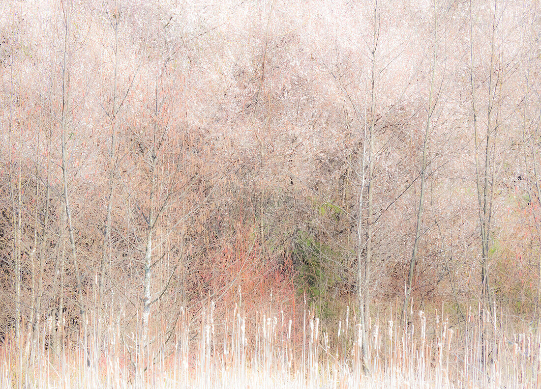 USA, Washington State, Carnation, Pacific Northwest early spring Alder Trees with pollen generating catkins