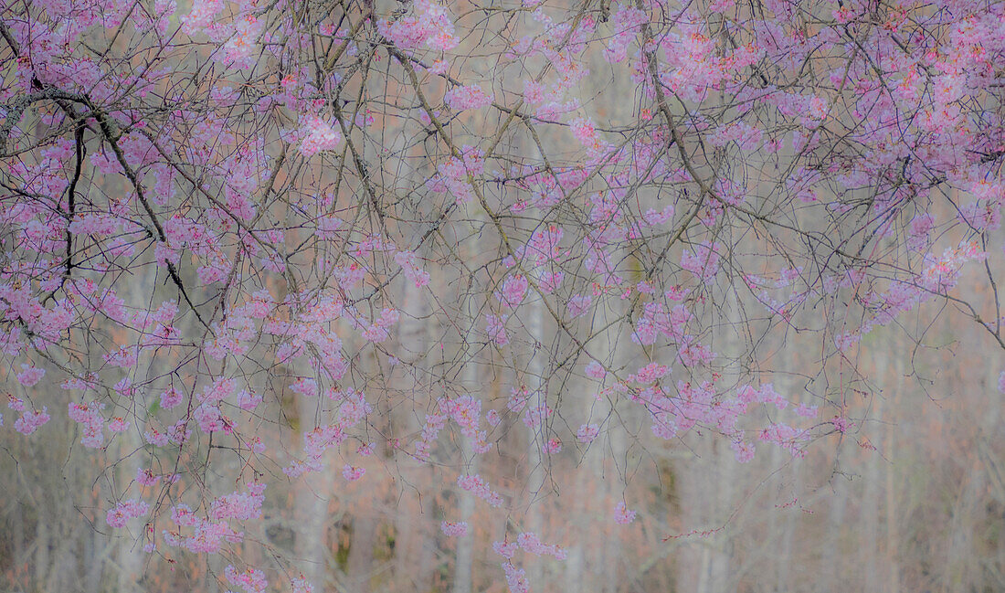 USA, Bundesstaat Washington, Fall City, blühende Frühjahrskirschbäume am Snoqualmie River.