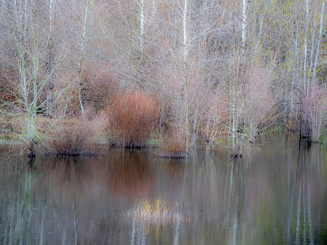 USA, Washington State, Sammamish Frühling und Erlenbäume und ihre Spiegelungen in einem kleinen Teich