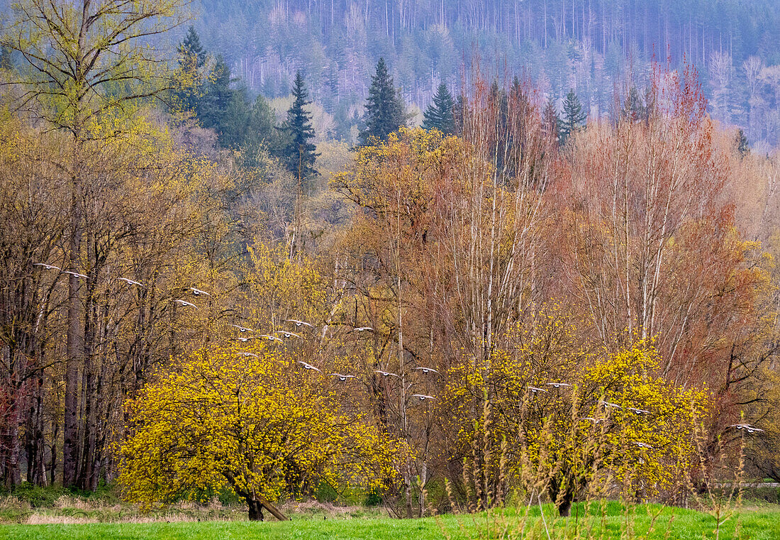 USA, Washington State, Carnation early spring and trees just budding out and Canada Geese taking flight