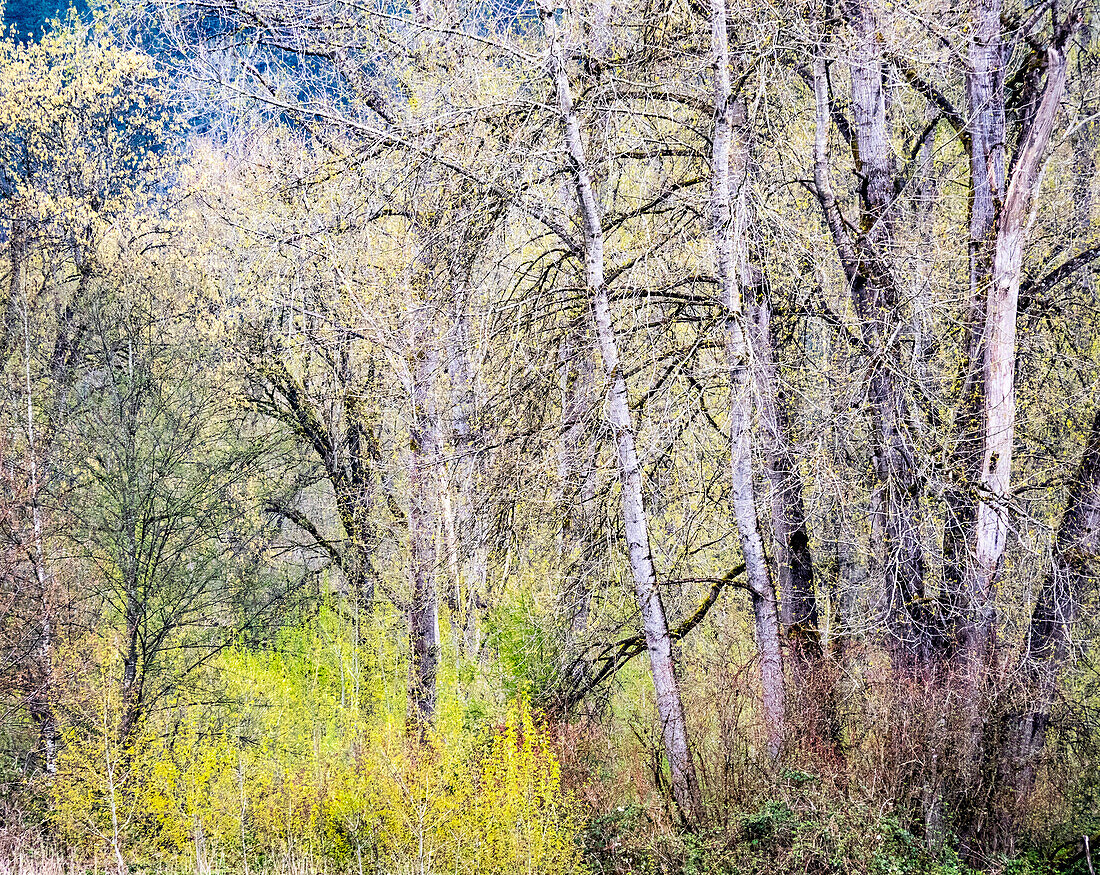 USA, Washington State, Carnation early spring and trees just budding out