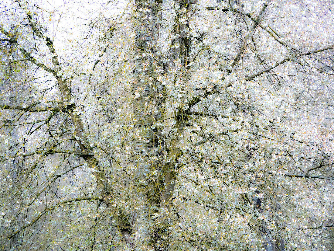 USA, Washington State, Fall City wild cherry springtime blooming